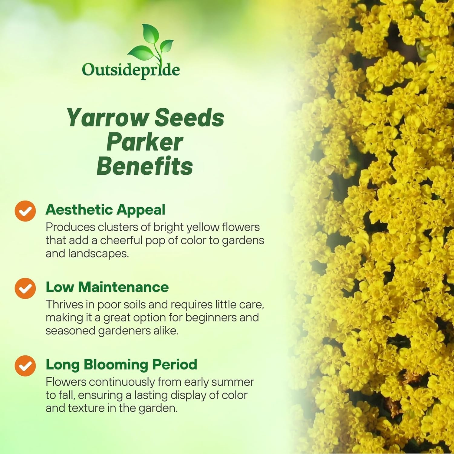 5000 Seeds Achillea Yarrow Fernleaf Parker Drought Resistant Garden Flower