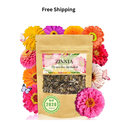 Zinnia Seeds Bulk 5,000 plus Outdoor Flower for Planting Giant Zinnia Seeds for