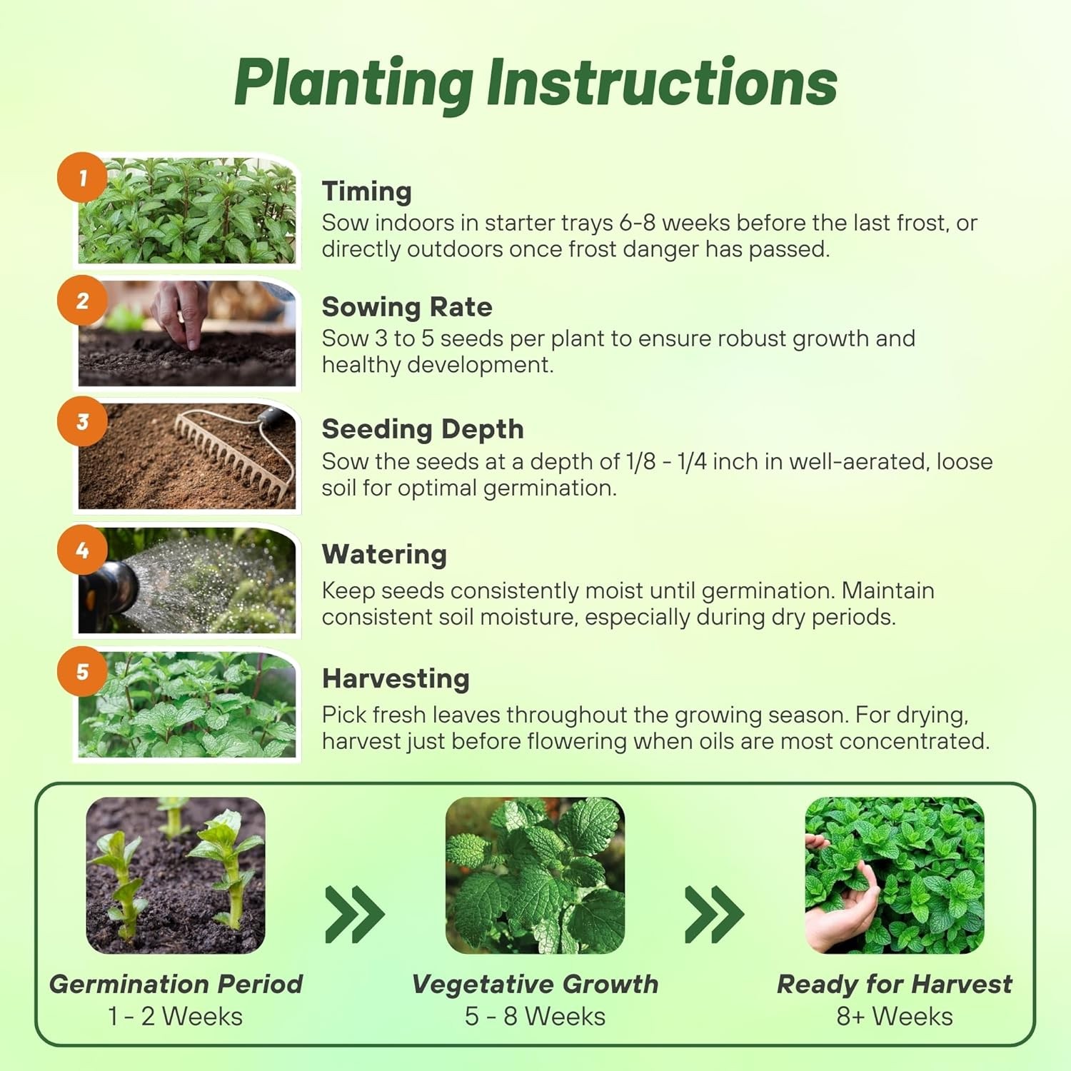 10000 Seeds Peppermint Seed – Mentha Piperita Herb Seeds