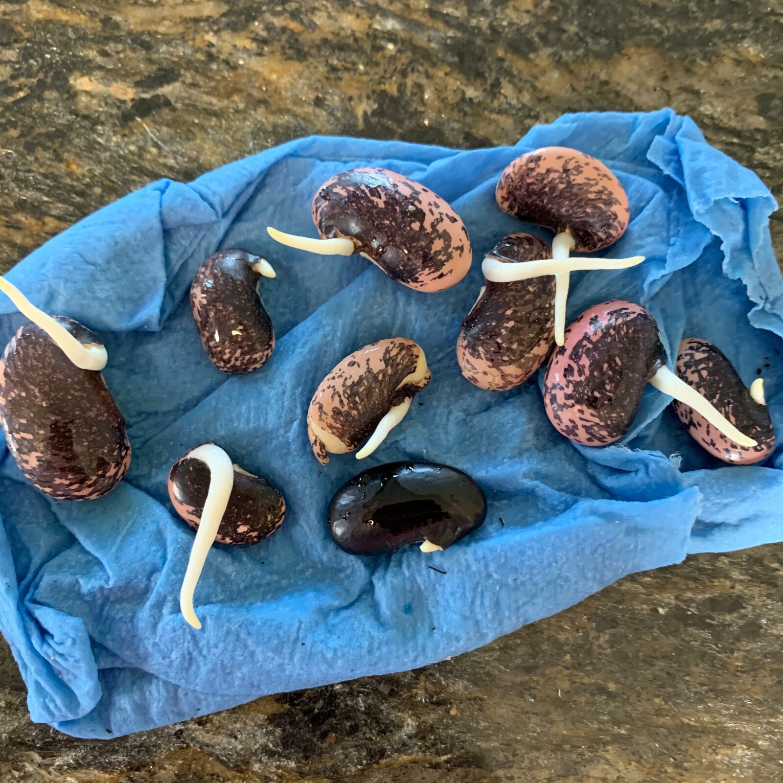 Scarlet Runner Beans, Non GMO – Heirloom, EDIBLE & ORNAMENTAL, AWESOME RED COLOR