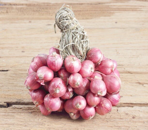 50 SEEDS Shallot Onion | Sibuyas Tagalog | NON-GMO | Red Shallot Onion