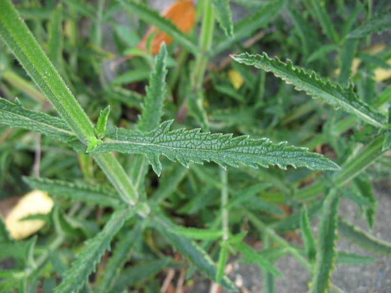 175 Verbena bonariensis – Vervain – Drought Tolerant – Attract Butterflies