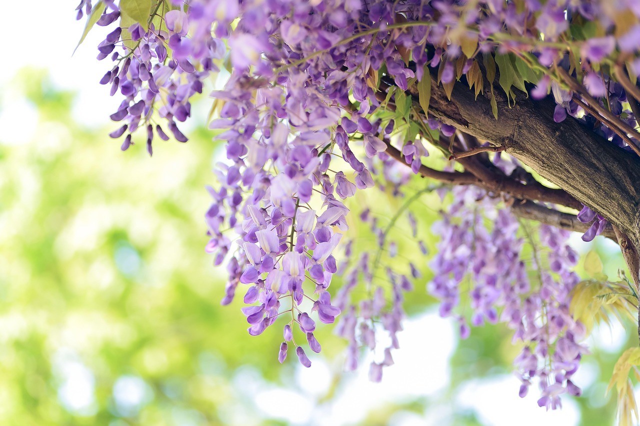 Wisteria Seeds – 50 Mixed Color Flower Seeds, Purple, White, Pink, Blue & Gold W