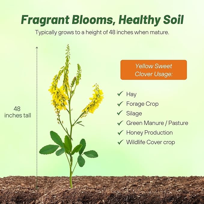 5 LBS – Inoculated Drought Tolerant Bulk Yellow Sweet Clover Seeds – Great