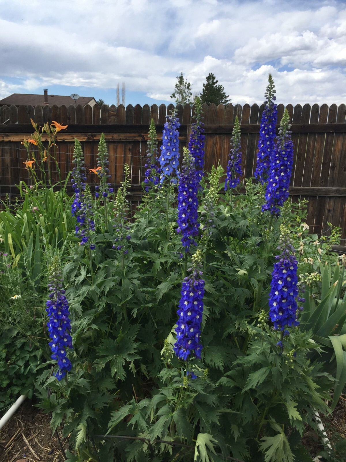 150 seeds DELPHINIUM KING ARTHUR Royal BLUE / PURPLE Tall perennial +gift