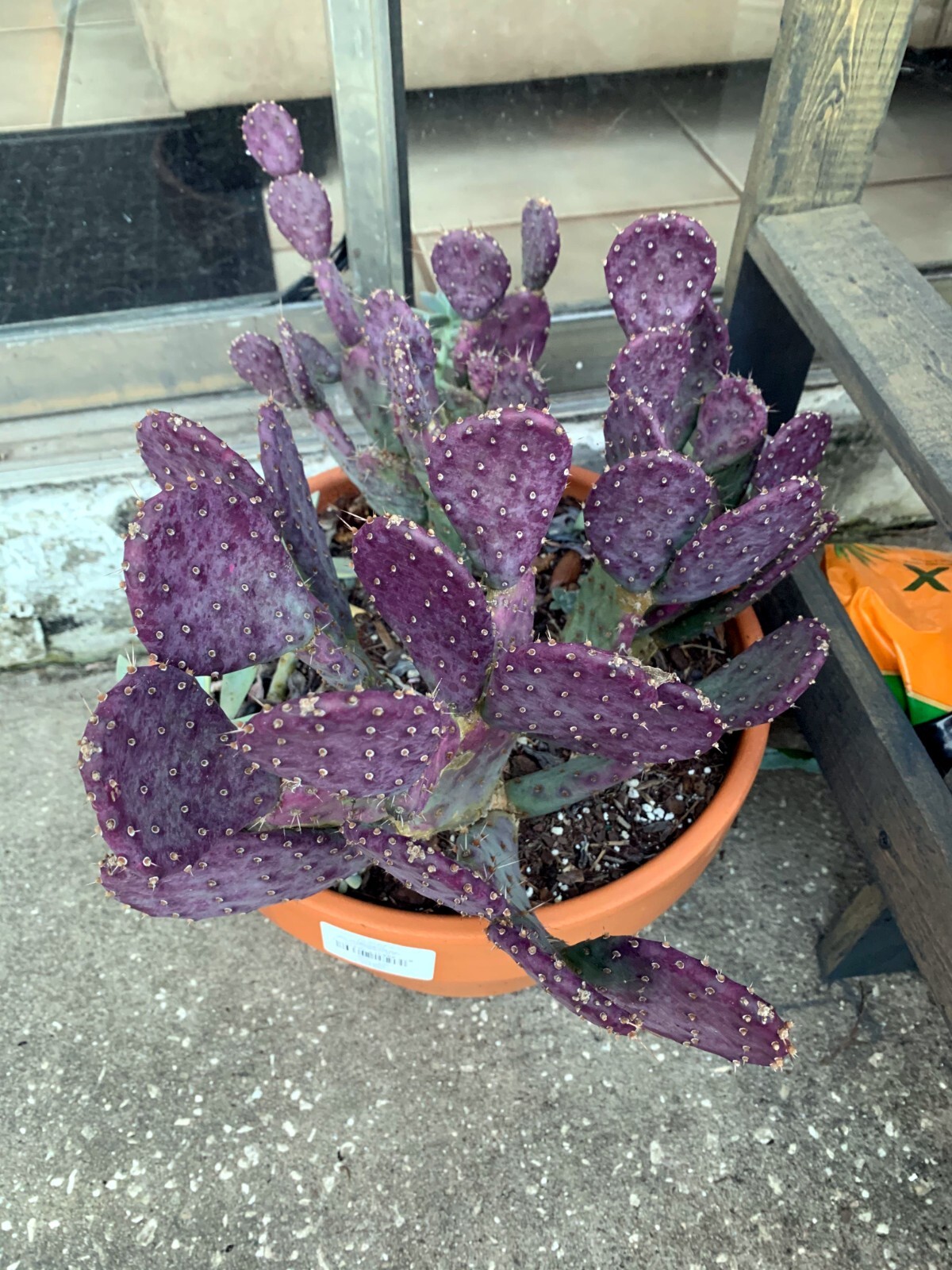 10 Purple Cactus (Opuntia santarita) Prickly Pear Fruit Rare, Fast, Hardy-Zone 7