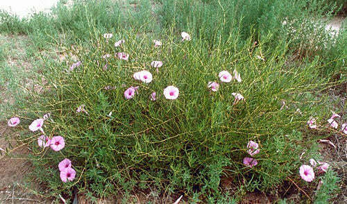 Ipomoea leptophylla | Lavender Moonvine | Bush Moonflower | 5 Seeds