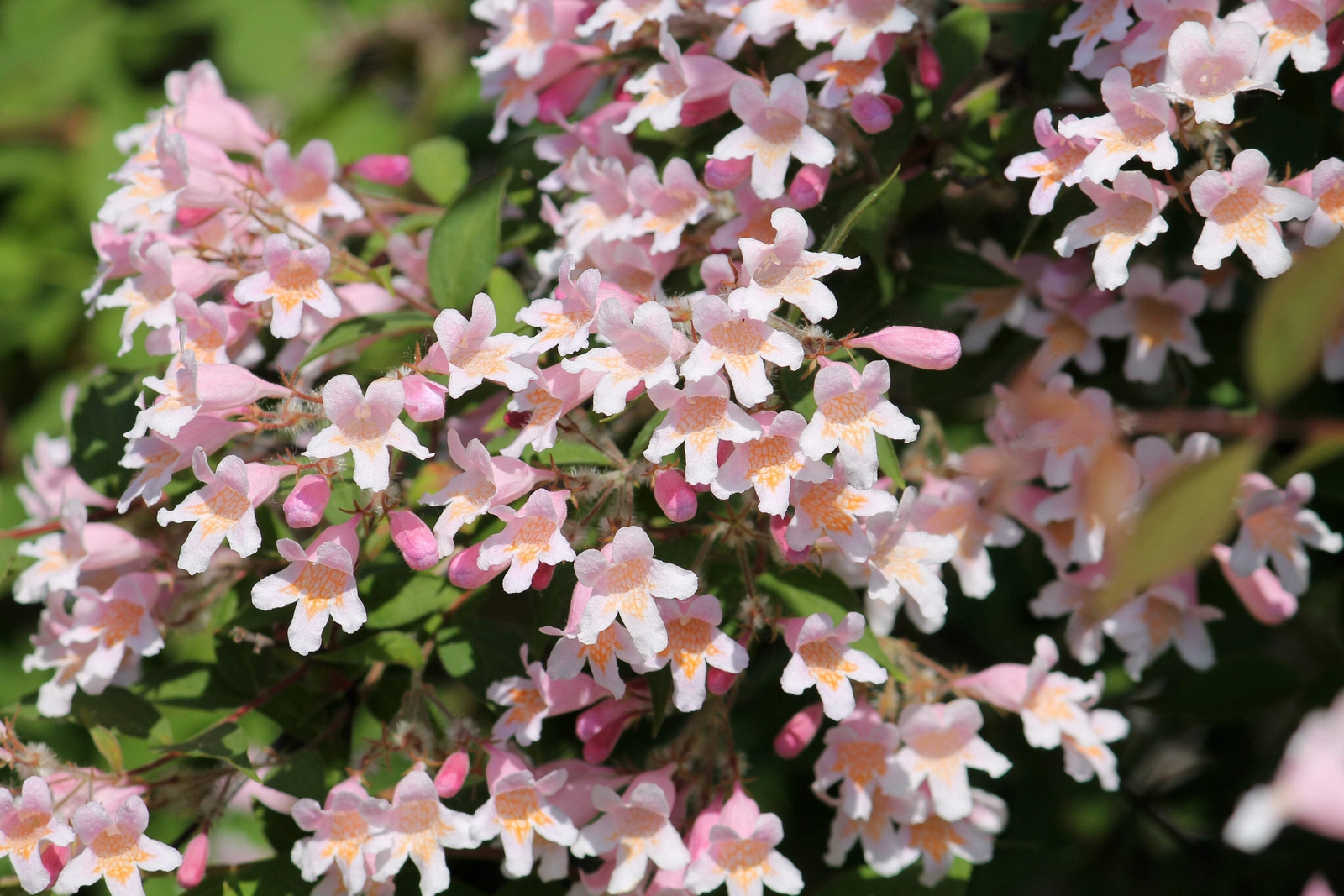 10 BEAUTY BUSH SHRUB Beautybush Kolkwitzia Amabilis Flower Seeds *Flat S/H