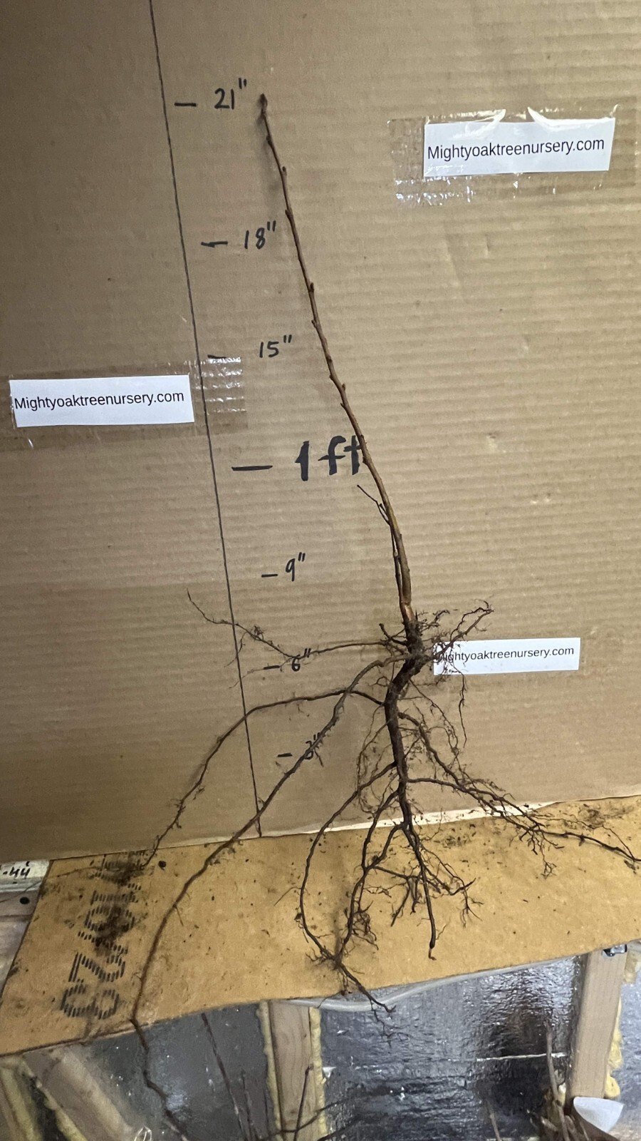 8-12” tall Hazelnut plant (Corylus Americana) 1-2 years old