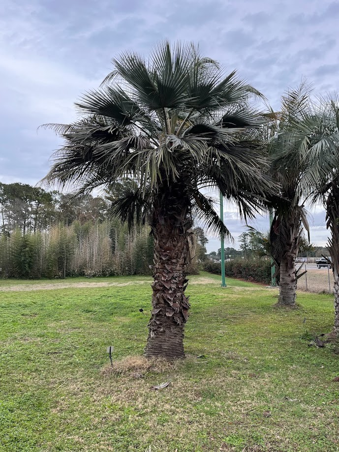 Brahea armata Seeds! Mexican Blue Palm, Blue Hesper Palm Seeds. Cold Hardy!!!