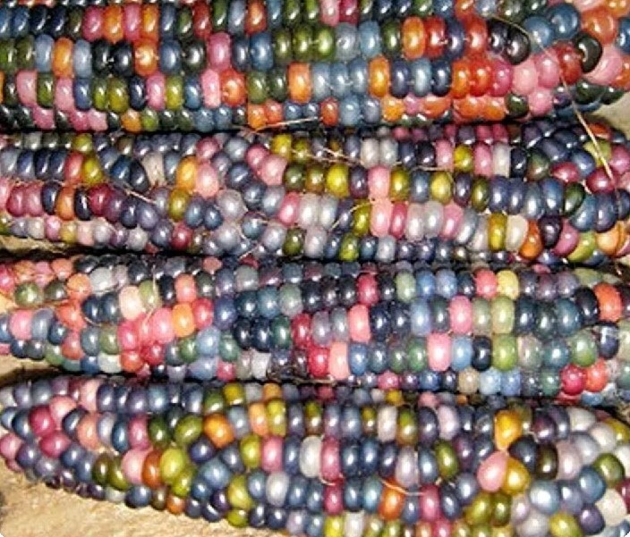 Glass Gem Corn Seeds Bulk (500 seeds)