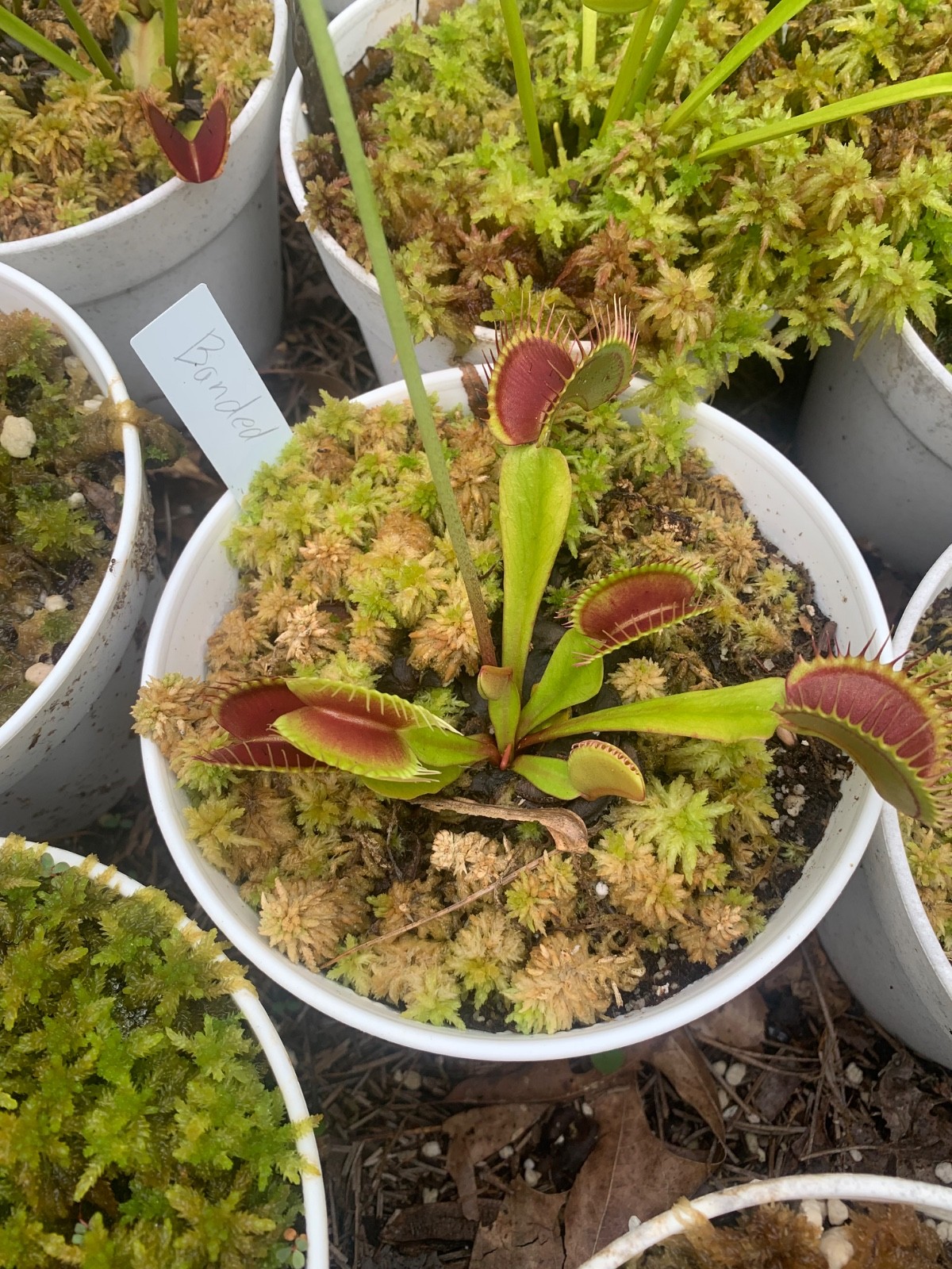 100+ Venus Flytrap seeds + Maxsea plant food