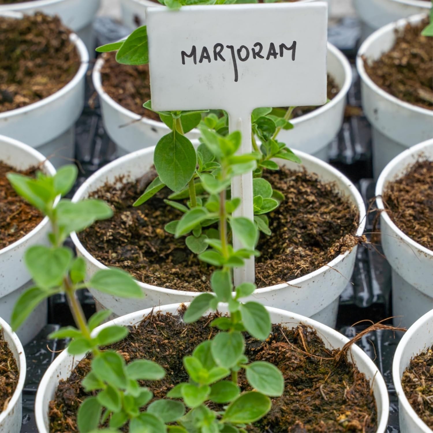 500 Count Non-GMO Sweet Marjoram Seeds – Culinary & Medicinal Herb for Planting