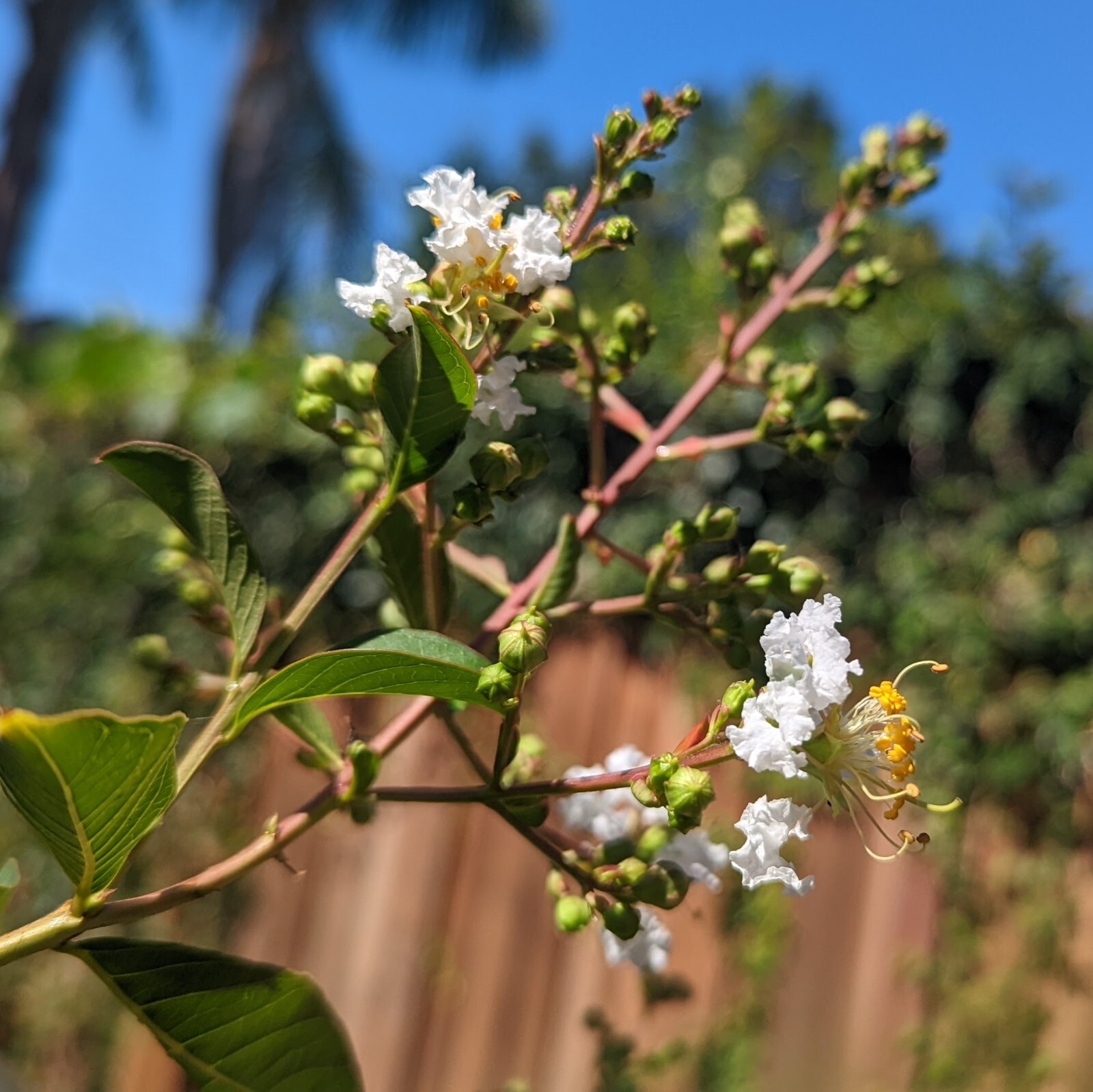 Crape Myrtle Tree Seeds crepe(Lagerstroemia indica)(White), 100 seeds