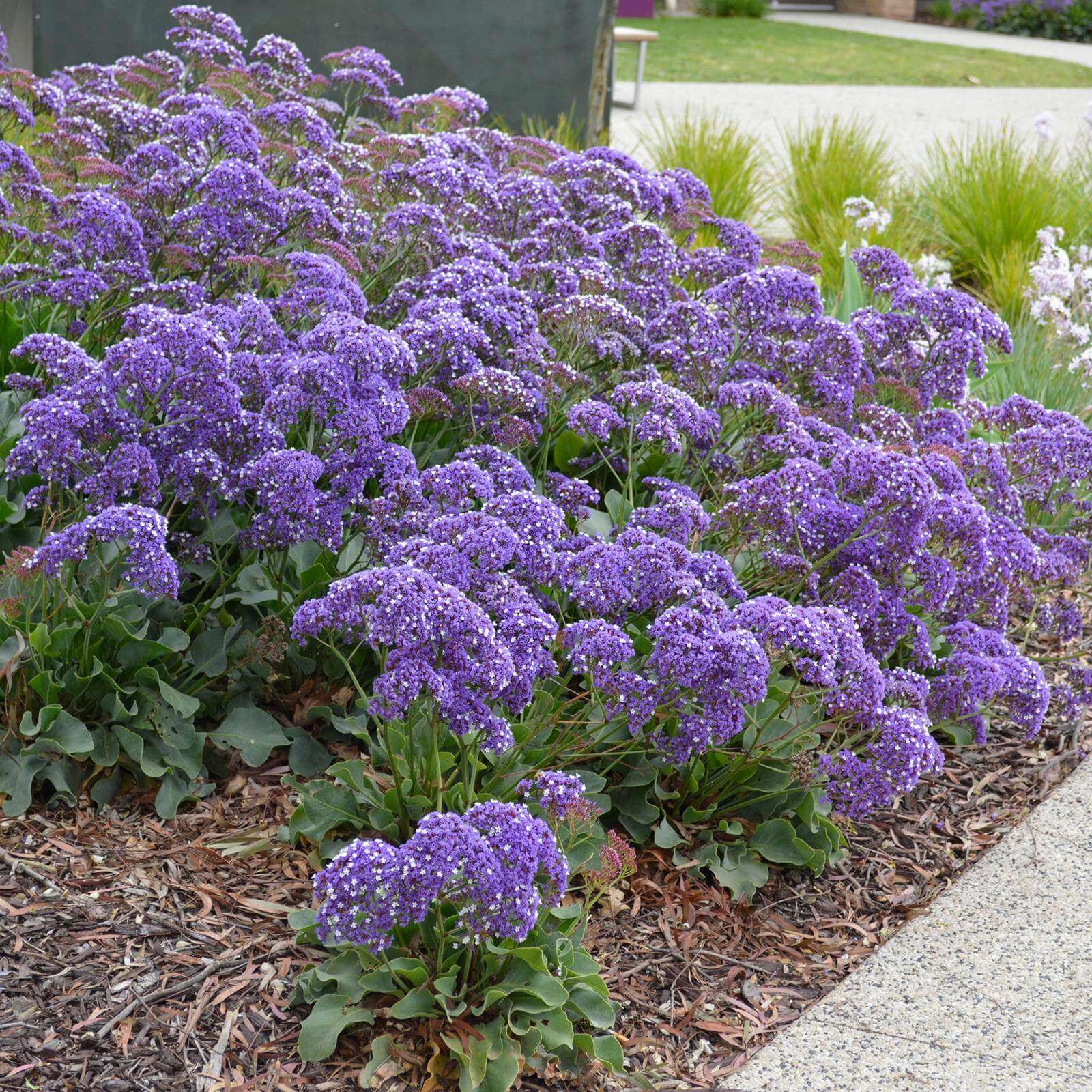 Sea Lavender Crowns Limonium perezii .50gr Seed Packet Free Shipping!
