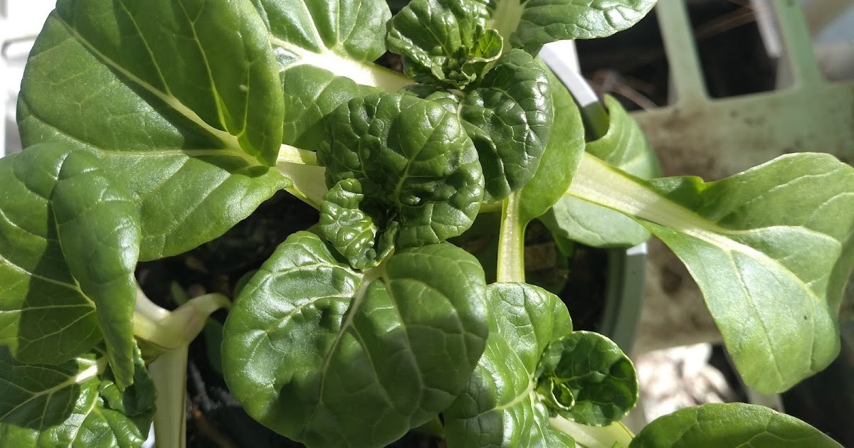 🌱Heirloom Extra Dwarf Bok Choy 50+ Seeds