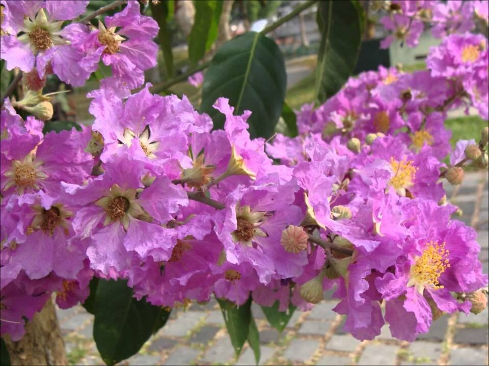 Lagerstroemia speciosa flos reginae Tree 20 Seeds Queens Crape Myrtle Herb