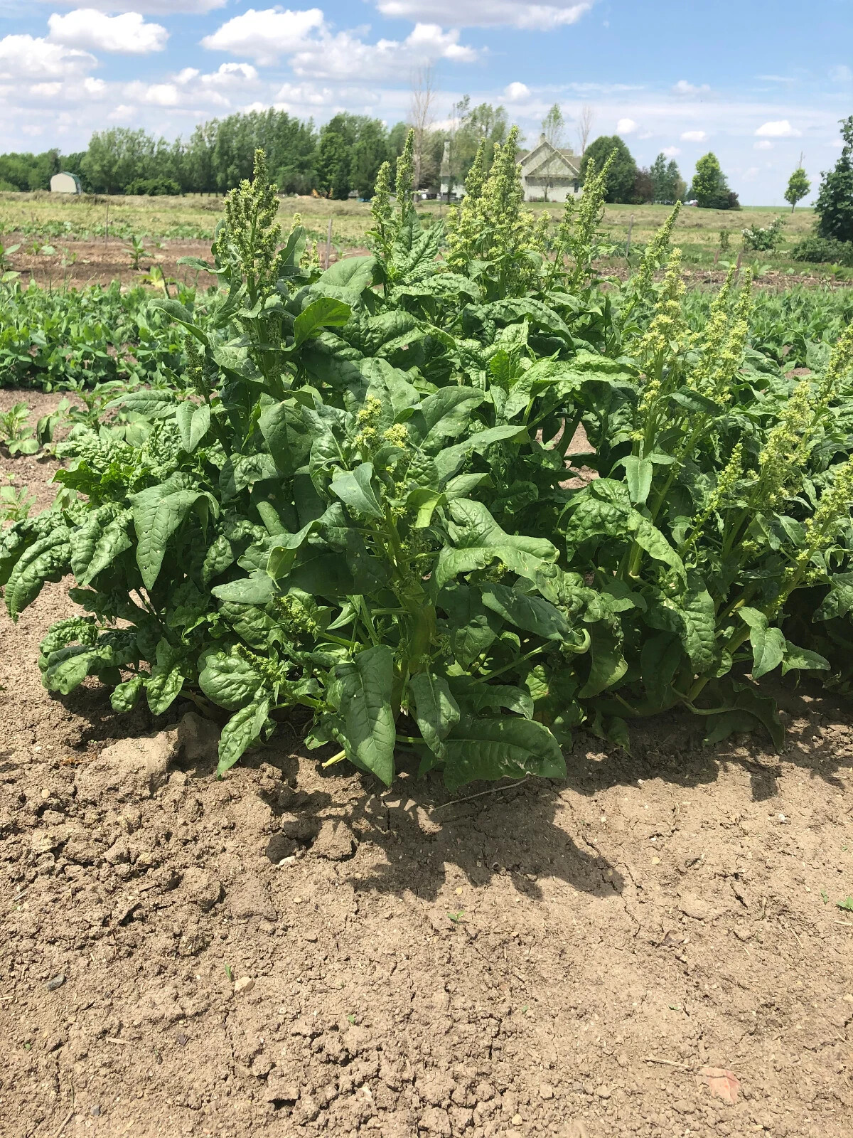 Heirloom Spinach approx. 100 Seeds Non-GMO Free Shipping No Tracking Read Desc