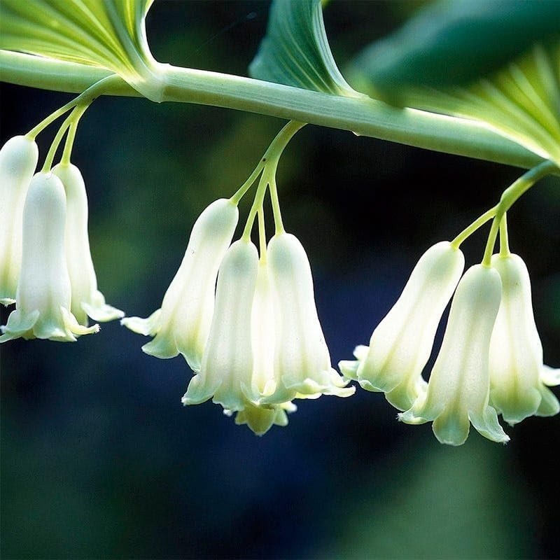18 Solomon’s Seal Seeds, Polygonatum Perennial Flower Seeds for Shade Garden, El