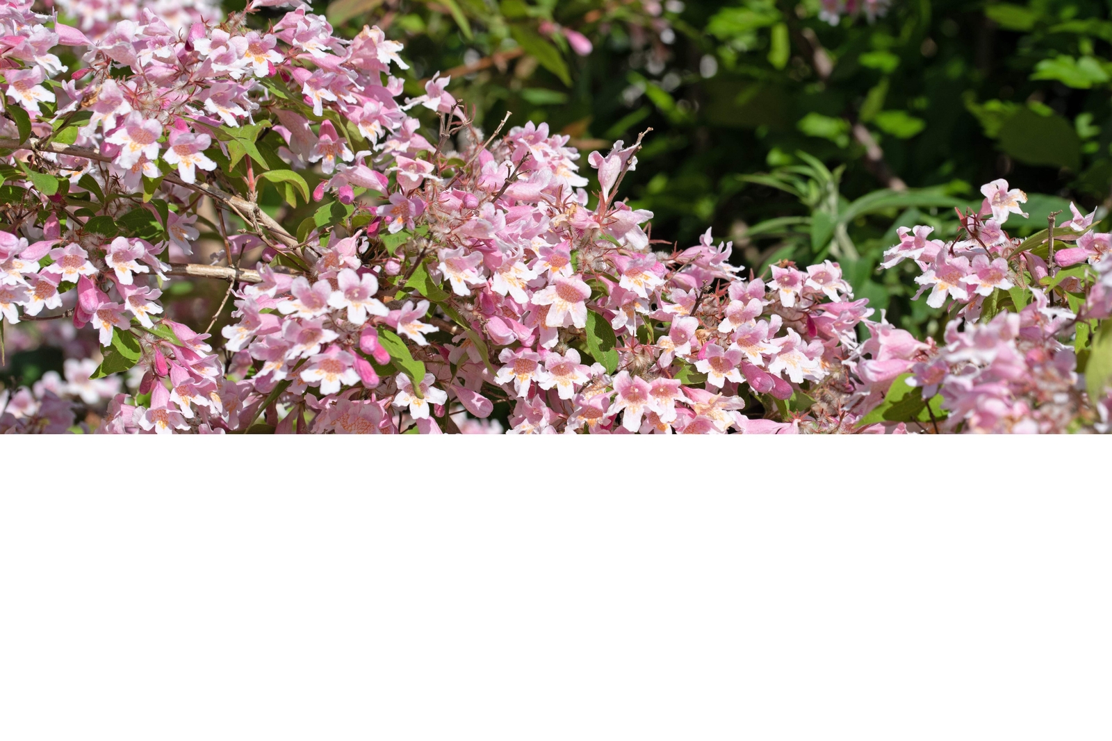 10 BEAUTY BUSH SHRUB Beautybush Kolkwitzia Amabilis Flower Seeds *Flat S/H