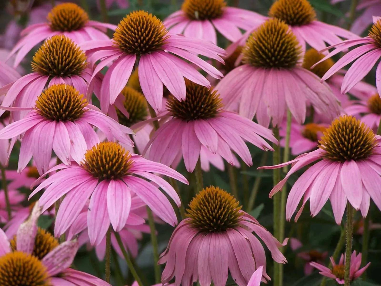 200+ Purple Coneflower Seeds – Echinacea – PERENNIAL – WILDFLOWER