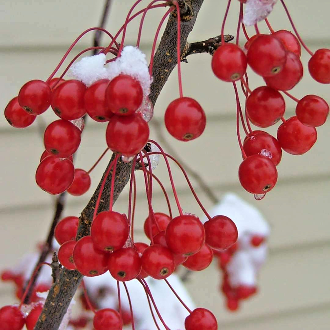 SUGAR TYME CRAB APPLE SEEDS – Malus ‘ Sugar Tyme “