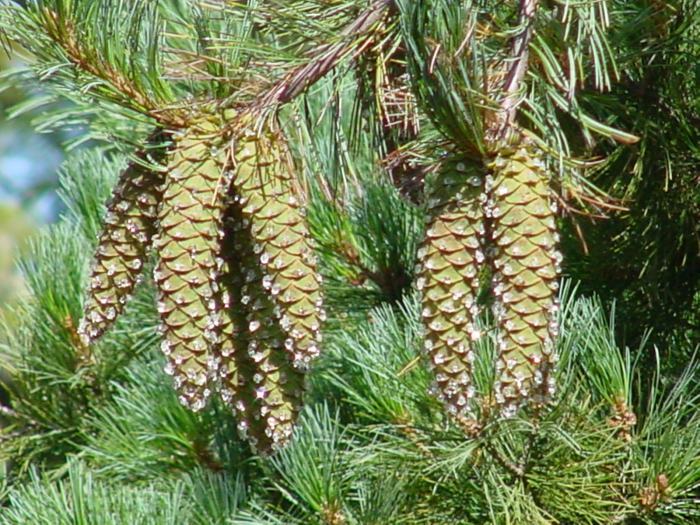 Western White Pine, Pinus monticola, Tree Seeds (Fast, Hardy, Fragrant, Bonsai)