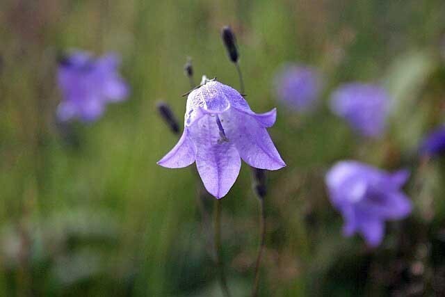 Campanula rotundifolia | Bluebell of Scotland | 100 Seeds