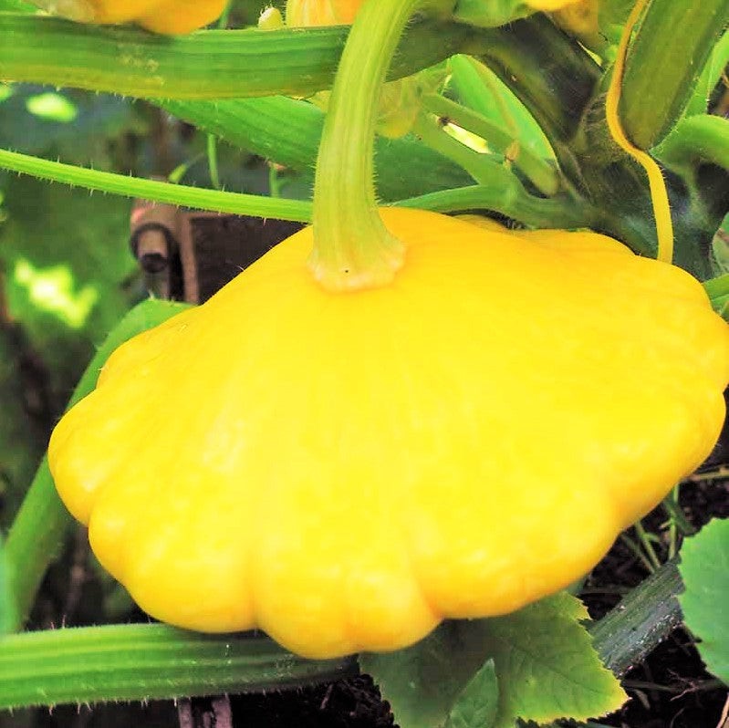 3 Colors Mix Patty Pan Seeds | Yellow, Green, White (Bush Scallop Squash) 2023