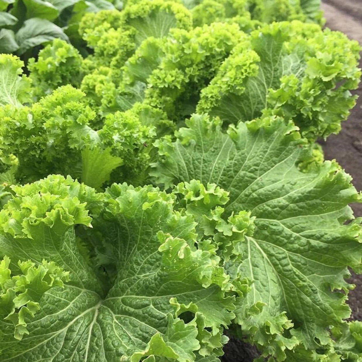 Southern Giant Curled Mustard Seeds, 250+ Seeds | Heirloom | Free Shipping
