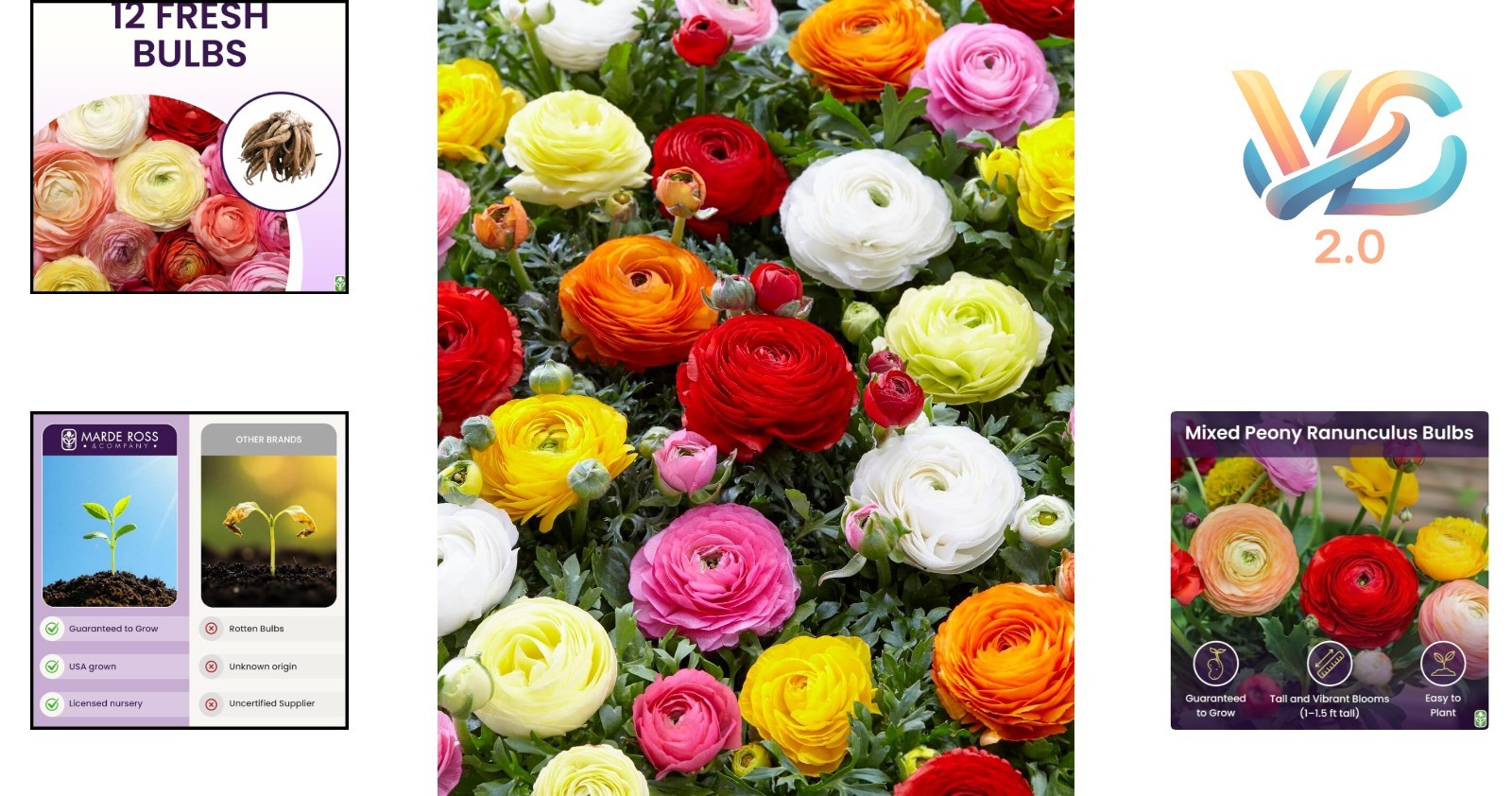 Mixed Peony Ranunculus Bulbs 12 Large Corms Multi Color Spring Summer Garden