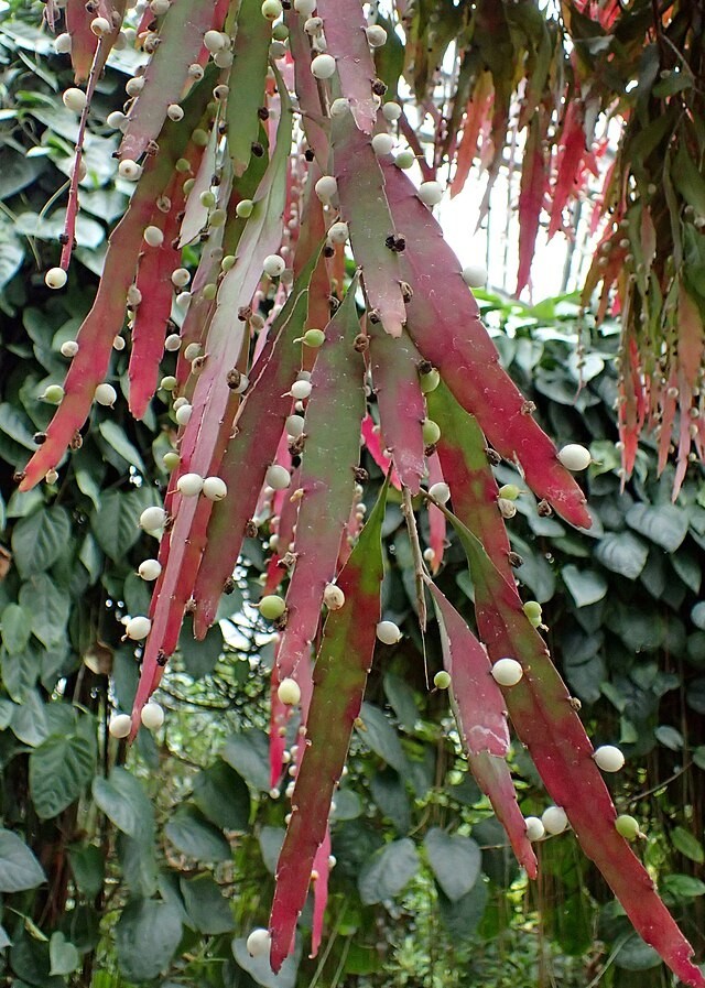 Rhipsalis ramulosa | Red Mistletoe Cactus | 10 Seeds