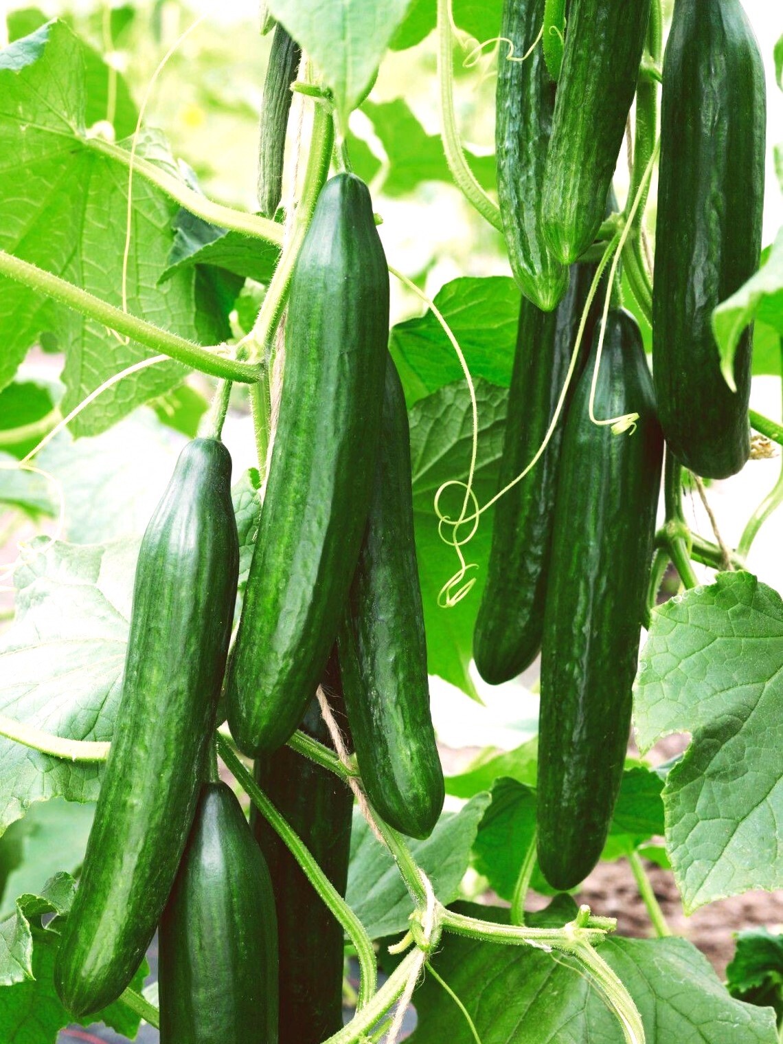 English Telegraph Burpless Cucumber Seeds | Heirloom Crisp Cucumbers Seed 2025