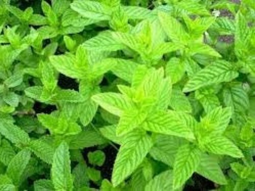 SPEARMINT SEEDS, 100 Seeds, Mentha Spicata, Organic, Herb Plant, Medicinal, Tea
