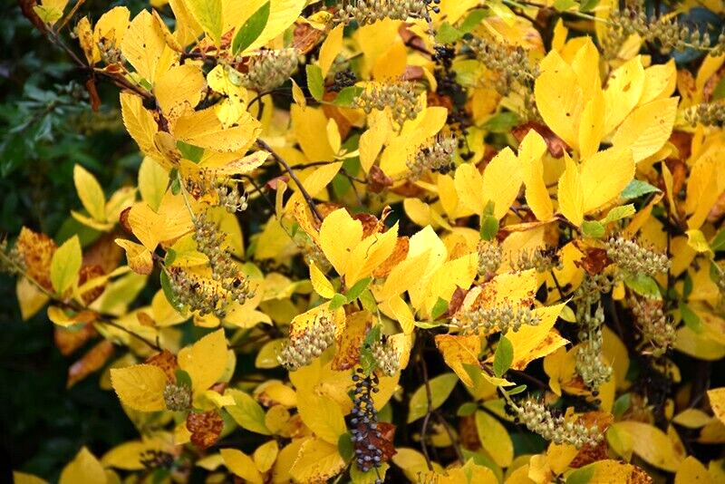 30 VANILLA SPICE SWEET PEPPERBUSH SEEDS – (Clethra alnifolia Vanilla Spice