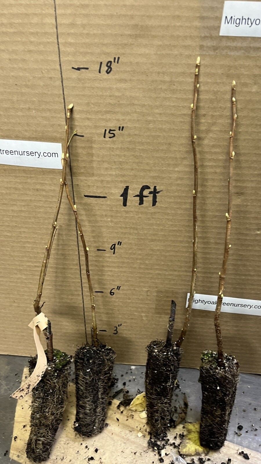 Boskoop Giant Black Currant , 1 rooted plant 12-15” tall, 1 year old