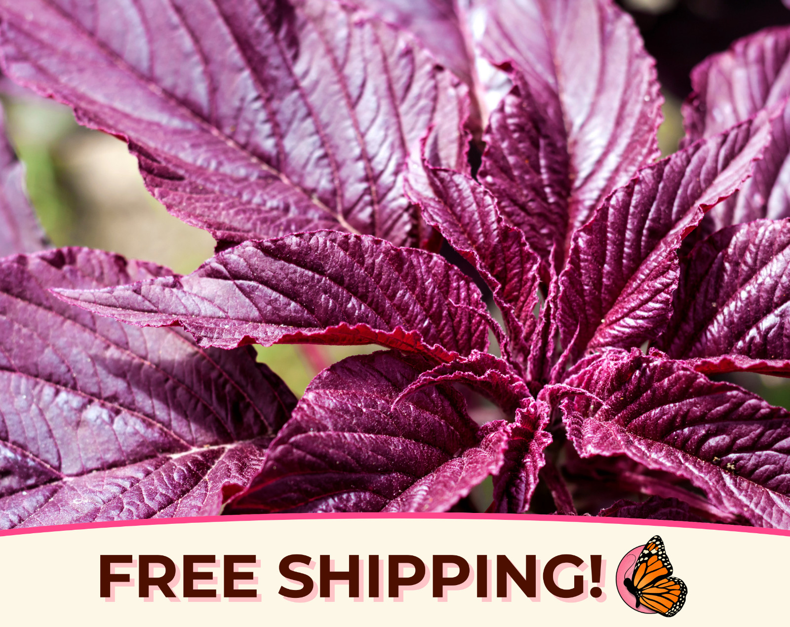5000+ Amaranth Seeds ‘Red Garnet’ | Heirloom, Non-GMO, Vegetable Gardening Seeds