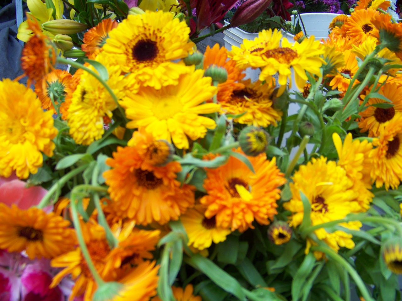 calendula, EDIBLE FLOWER, reseeds, 105 seeds! GroCo# – BUY ANY 10 – SHIPS FREE
