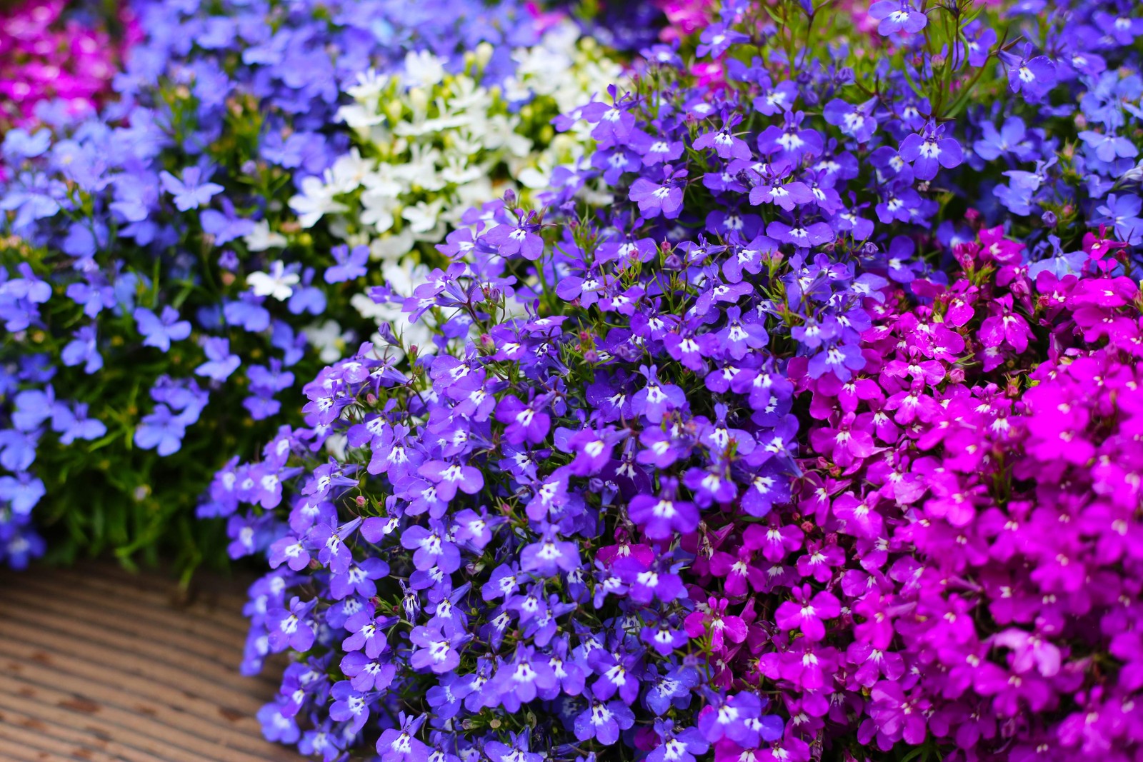 200 MIXED COLORS LOBELIA Regatta Lobelia Erinus Flower Seeds