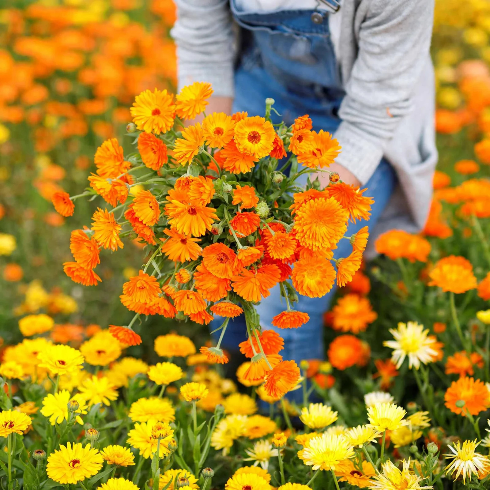 30 Ball’s Orange Calendula Seeds, Calendula officinalis, Edible, Landscape, USA