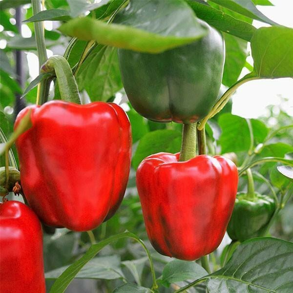 Red Bell Pepper XL HEIRLOOM 50+seeds PREMIUM strain Inherited thru 2 Generations