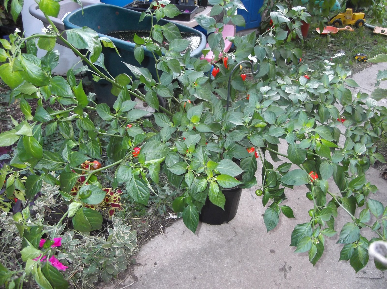 GHOST PEPPER ‘BHUT JOLOKIA’ MEGA HOT PEPPER! COMB. S/H! SEE OUR STORE!