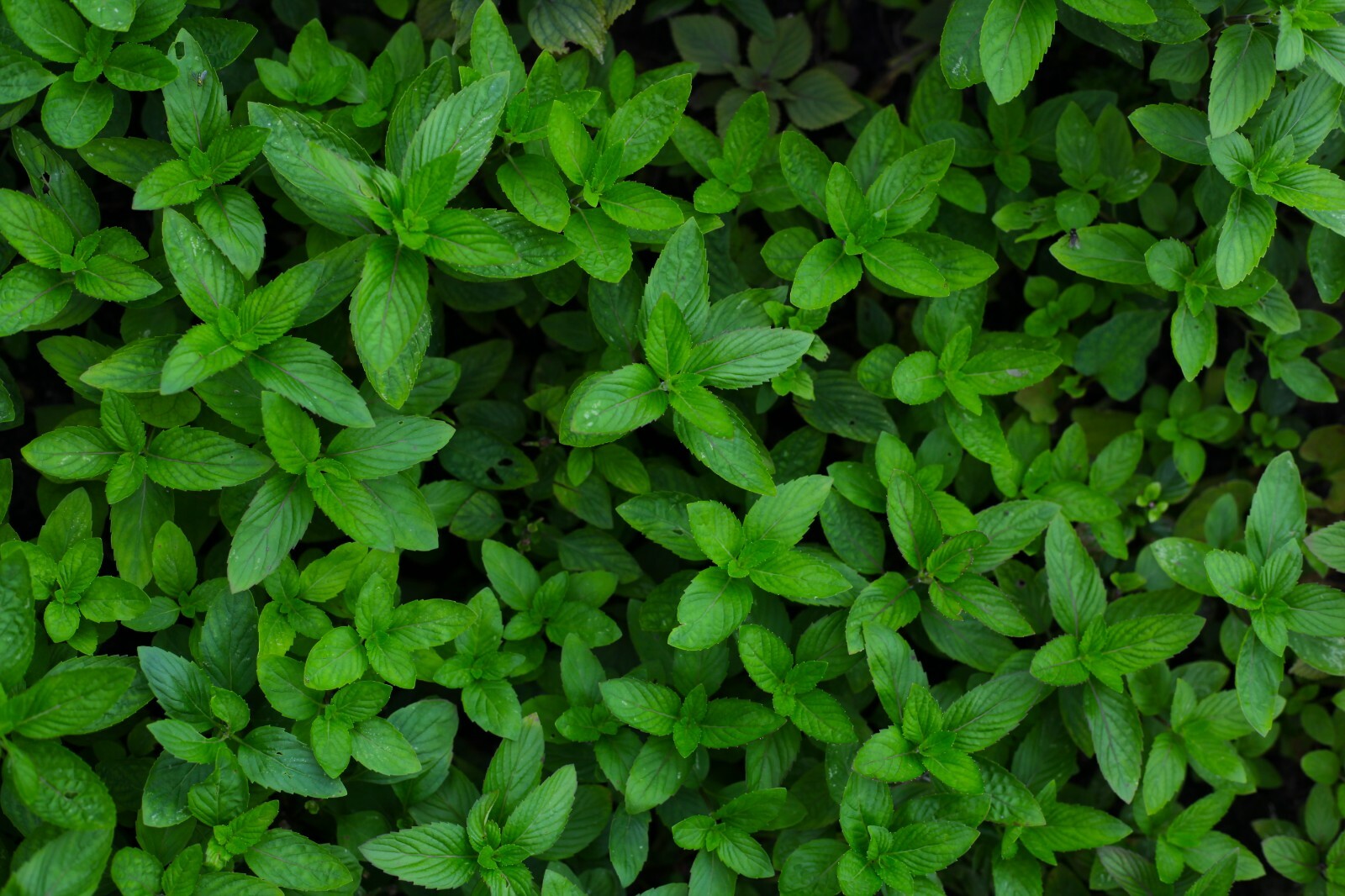 10 Bare Roots Chocolate Mints Rau hung cay Culinary Herbs Mentha perennial herb