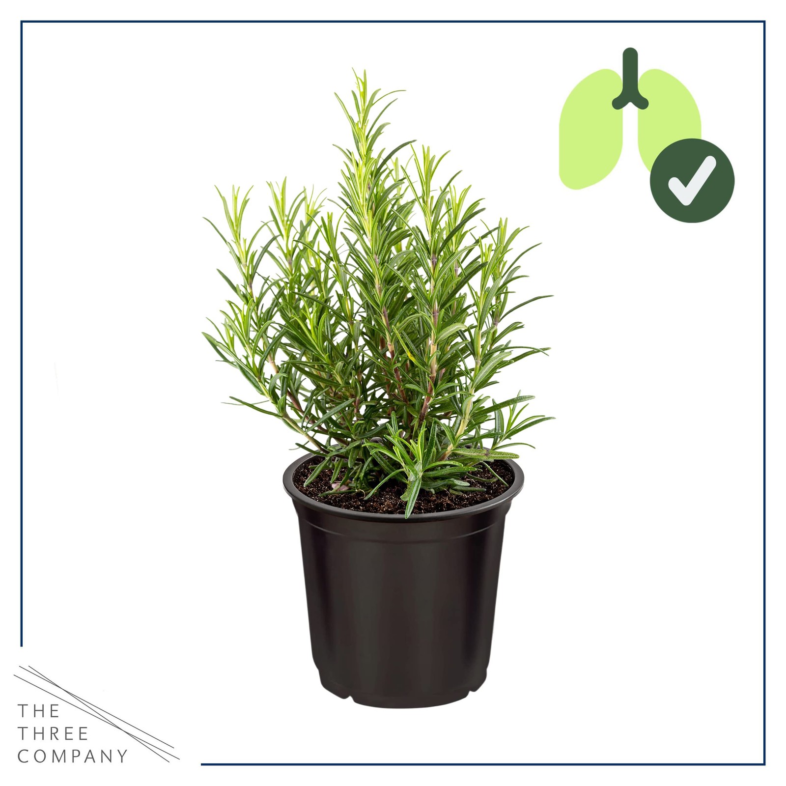 Aromatic Edible Rosemary Herb Pack – Enhances Breathing & Air Quality, 8″x3″
