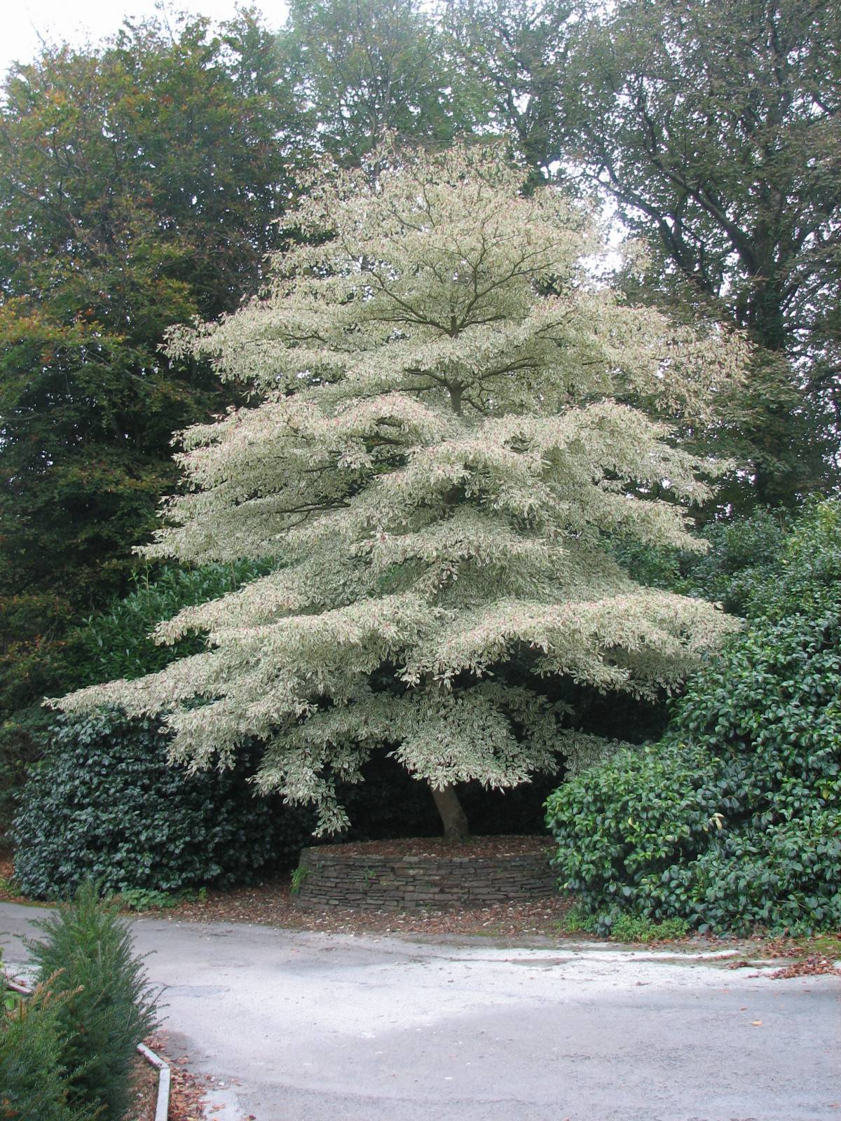 Giant Dogwood, Cornus controversa, Tree Seeds (Fast, Fall Color, Hardy, Showy)