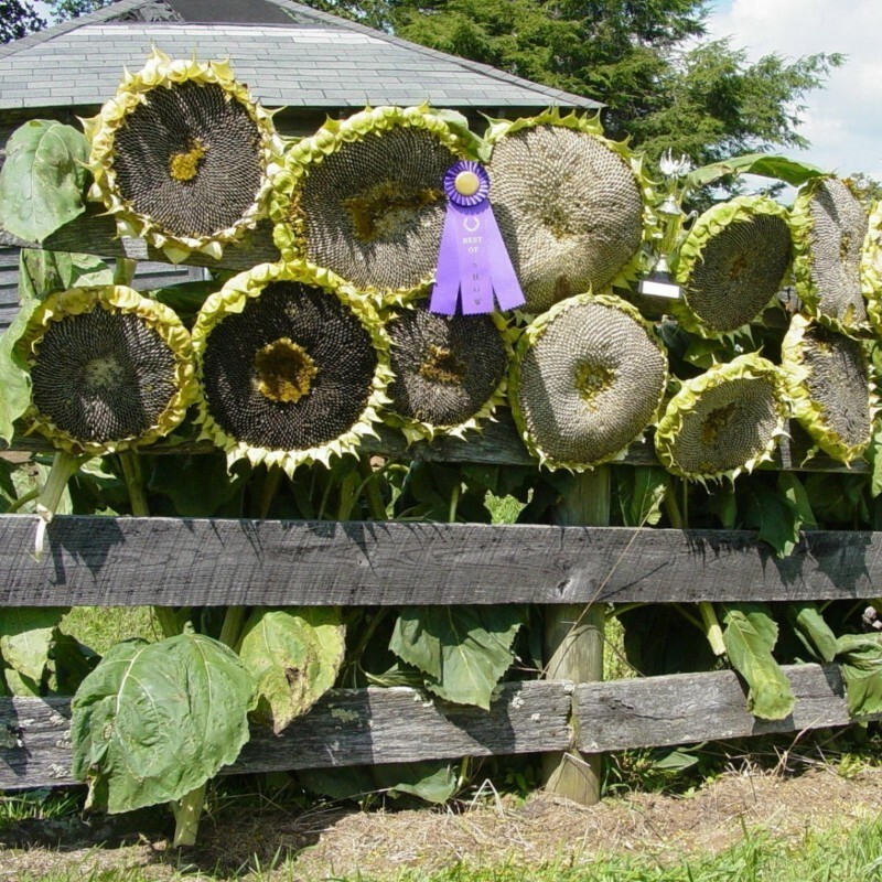 25+ Giant Mongolian Sunflower Seeds — NON GMO — HEIRLOOM — FRESH