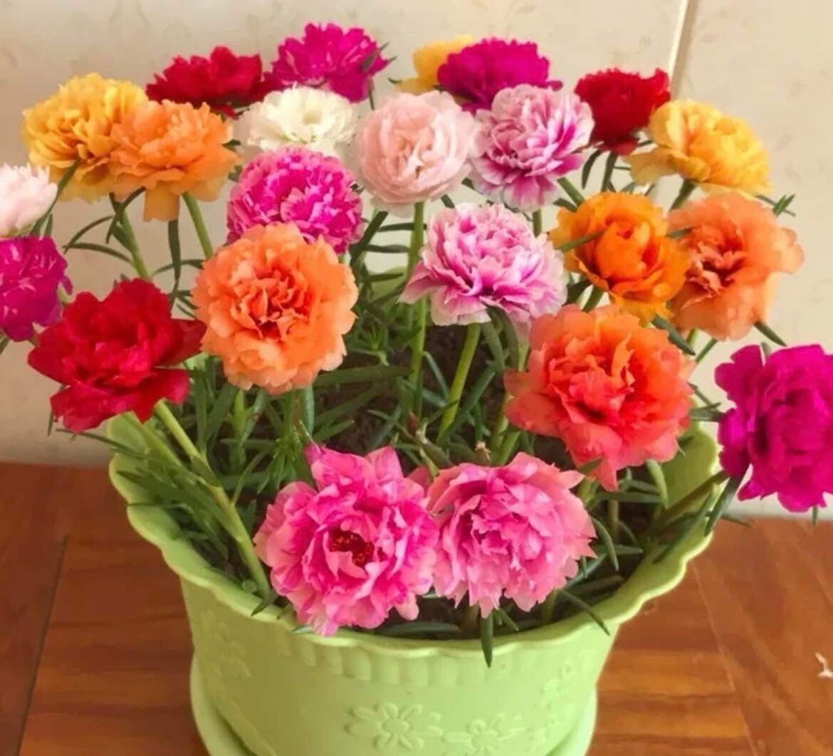 1000+SEEDS MOSS Rose Double Mix – Portulaca grandiflora Buy2Get1Free(add2)