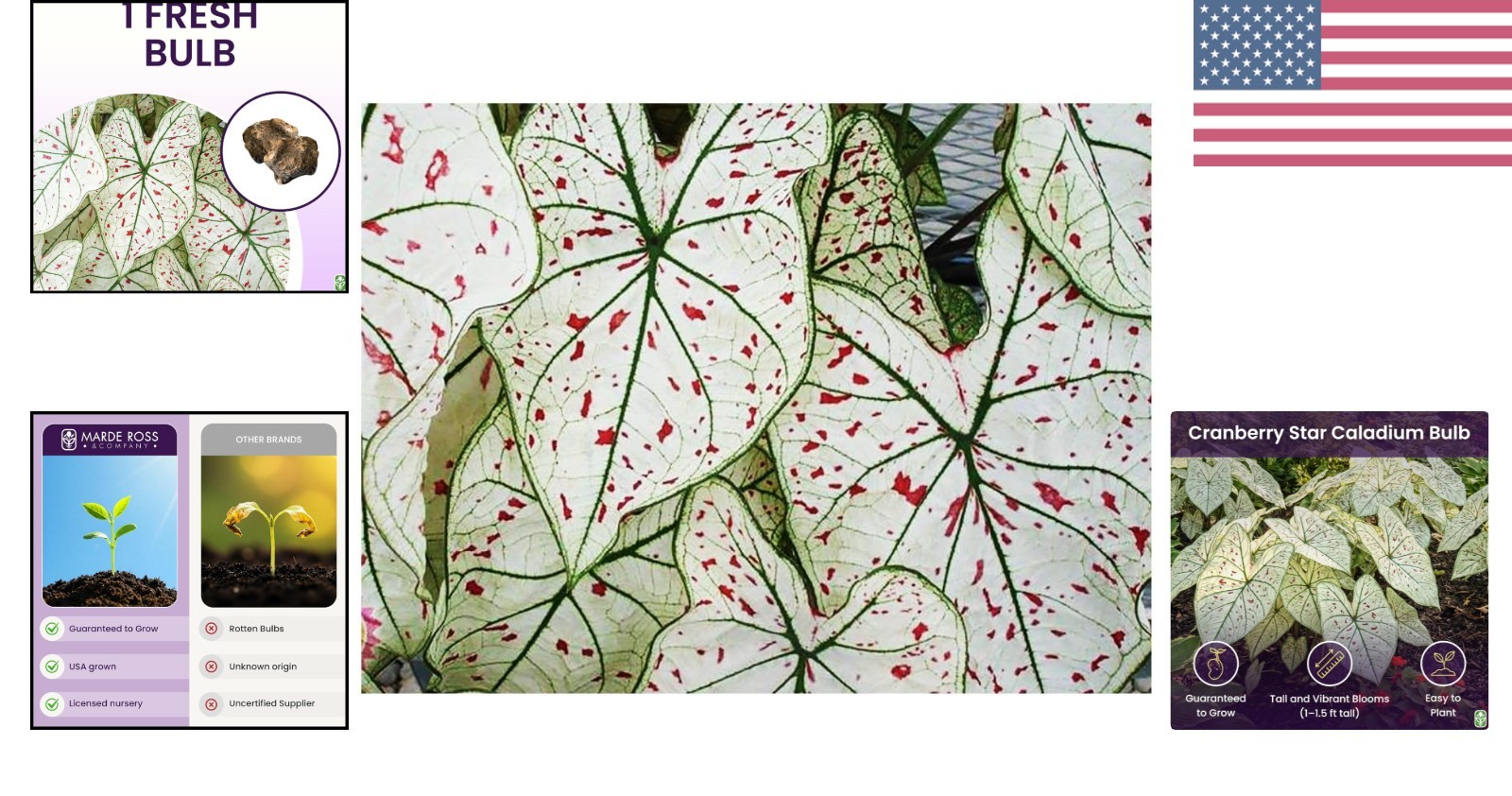 Fancy Leaf Caladium – Cranberry Star – Large Size Bulb – Hardy Zones 9-11