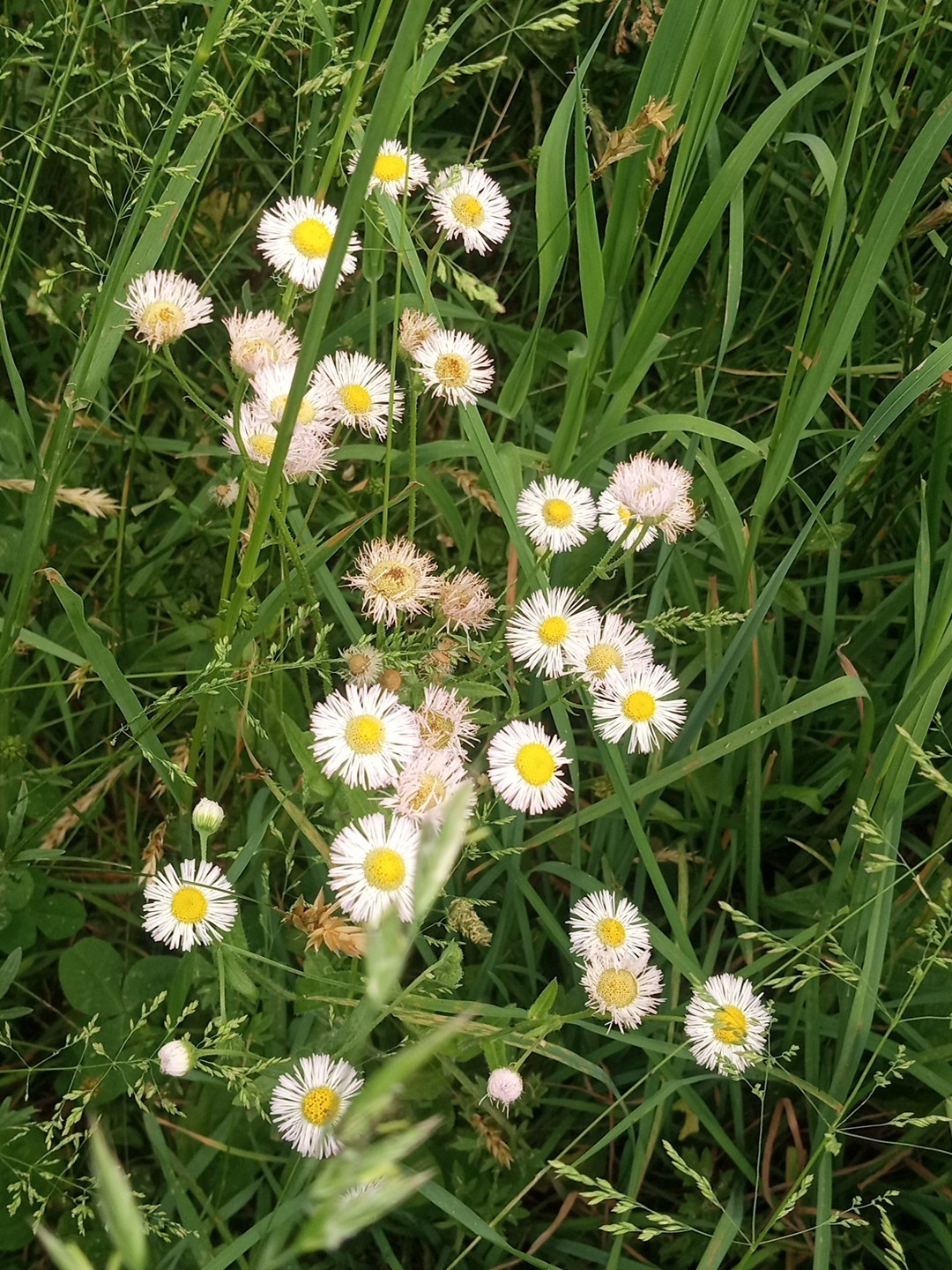 Philadelphia Fleabane Seeds Erigeron Philadelphicus Native Daisy Wildflower 500+
