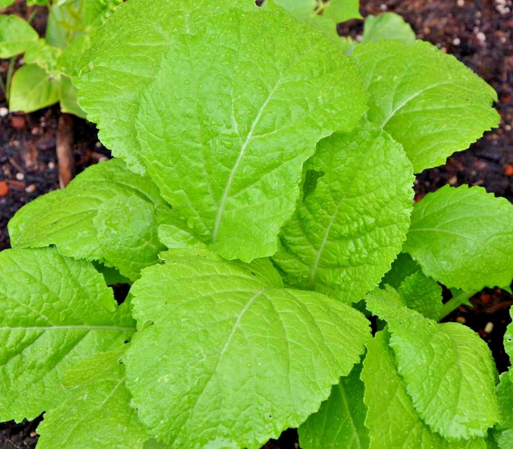 600+Florida Broadleaf MUSTARD GREENS Seeds Organic Spring Fall Garden Container